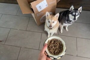 The Farmer’s Dog Lawsuit: What the Proposed Class Action Alleges